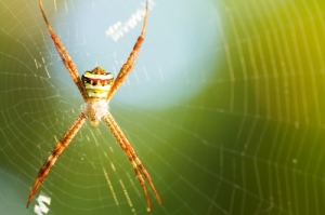 Las arañas sienten e interpretan las vibraciones